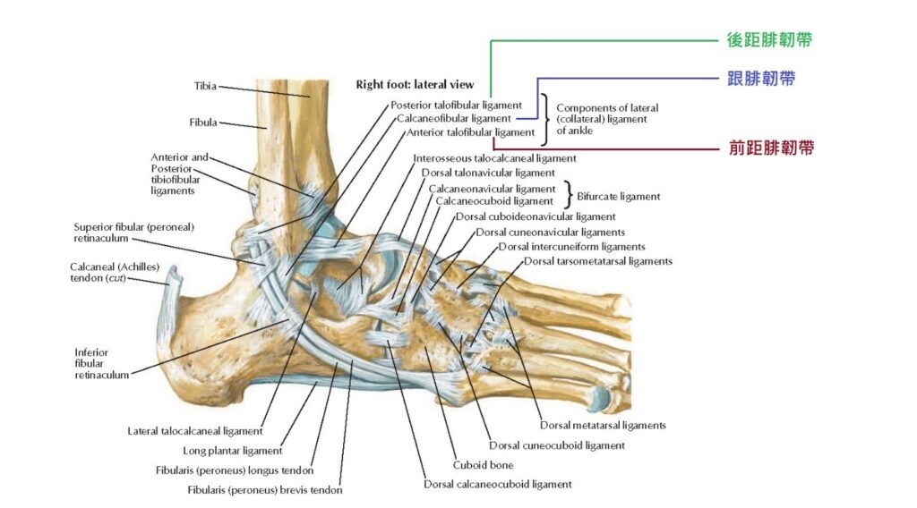 Meregangkan Ligamen